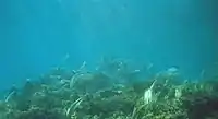 Elkhorn coral (Acropora palmata) on the crest of Gaulin Reef