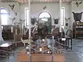 Stuffed Gaur (Indian Bison) presented by jayachamaraja wodeyar, Mysore