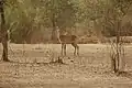kob antelope