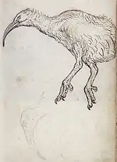 drawing of red rail