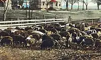Postcard image of peanut-fed hogs