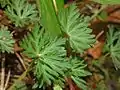 Leaves of Geranium columbinum