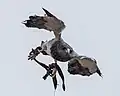 Captive Geranoaetus melanoleucus in a high speed dive at Palmitos Park, Canary Islands, Spain