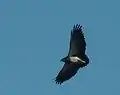 Geranoaetus melanoleucus