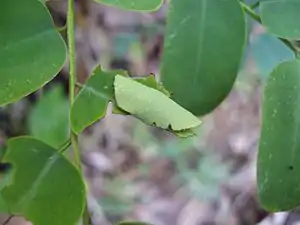 Larval cell