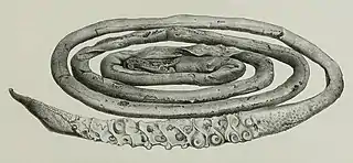 #29 (26/10/1873)The 19-foot (5.8&nbsp;m) tentacle of the first Portugal Cove specimen, hacked off a live animal on 26 October 1873 (Owen, 1881:pl. 33 fig. 2; see very similar but horizontally flipped woodcut from Harvey, 1874a:68, fig.)