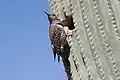 By nest hole in a saguaro