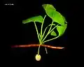 Extant Ginkgo biloba