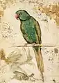 Parrot