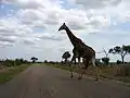 A bird (look carefully) riding a Giraffe in Kruger National Park.