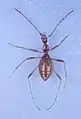 Ventral aspect