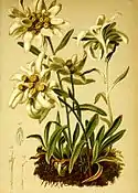 Botanic illustration.