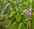 Duranta erecta  in  Hyderabad, India.