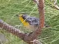 Grace's Warbler (Setophaga graciae) at Reef Townsite in Carr Canyon