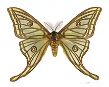 Male - dorsal side