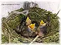 Spotted flycatcher nest.