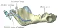 Figure 5: Mandible of human embryo 95&nbsp;mm. long. Outer aspect. Nuclei of cartilage stippled.