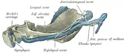 Figure 5: Mandible of human embryo 95&nbsp;mm. long. Inner aspect. Nuclei of cartilage stippled.