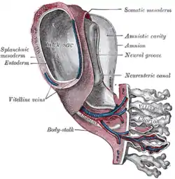 Model of human embryo 1.3 mm. long. (Splanchic mesoderm labeled at left, somatic mesoderm at top right