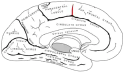 Paracentral sulcus. It defines the anterior boundary of the paracentral lobule.