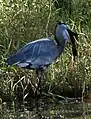 Image 1A Great blue heron at Alafia River State Park