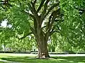 American elm at Phillips Academy, Andover, MA (May 2020)