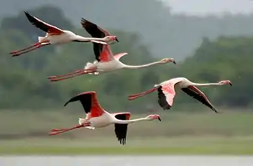 Greater pink flamingoes in flight over  Pocharam Lake in Andhra Pradesh, India.