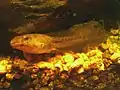 Green frog (Lithobates clamitans) tadpole