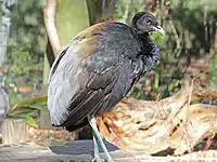 Jacksonville Zoo, Florida