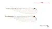 Male wings