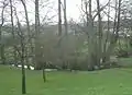 Grönbach