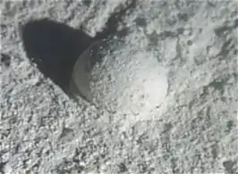 Gromia sphaerica is a large spherical testate amoeba which makes mud trails. Its diameter is up to 3.8&nbsp;cm (1.5&nbsp;in).