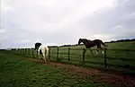 Guard horse near Barkla Shop
