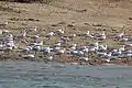 Kazinga Channel, Uganda