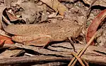 This grasshopper hides from predators by mimicking a dry leaf