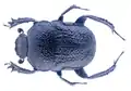 Gymnopleurus geoffroyi
