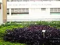 Shrub setting