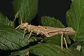 females