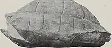 "Hadrianus majusculus"