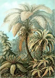 "Filicinae" from Ernst Haeckel's Kunstformen der Natur, 1904