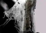 Hair in spiders web, SE image, ElectroSscan E3 ESEM.