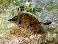 Halgerda wasinensis