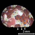 Juvenile shells of approximately 1 – 10&nbsp;mm in length have blue and orange dots, as shown here.