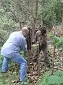 Hammering in a post ... down