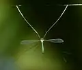 Tipulidae Kerala Hanging from spiders webs is known in a number of families of Culicidae, Limoniidae, Tipulidae and Mycetophilidae.