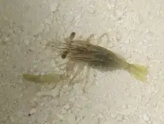 Harpiliopsis beaupresi