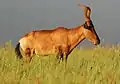Side profile showing characteristic curving horns Addo Elephant National Park