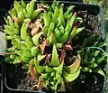 Haworthia chloracantha forms clumps with slender, curved, yellow-green leaves