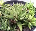 var. Glabrata