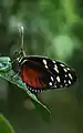 Ventral view - dew covered